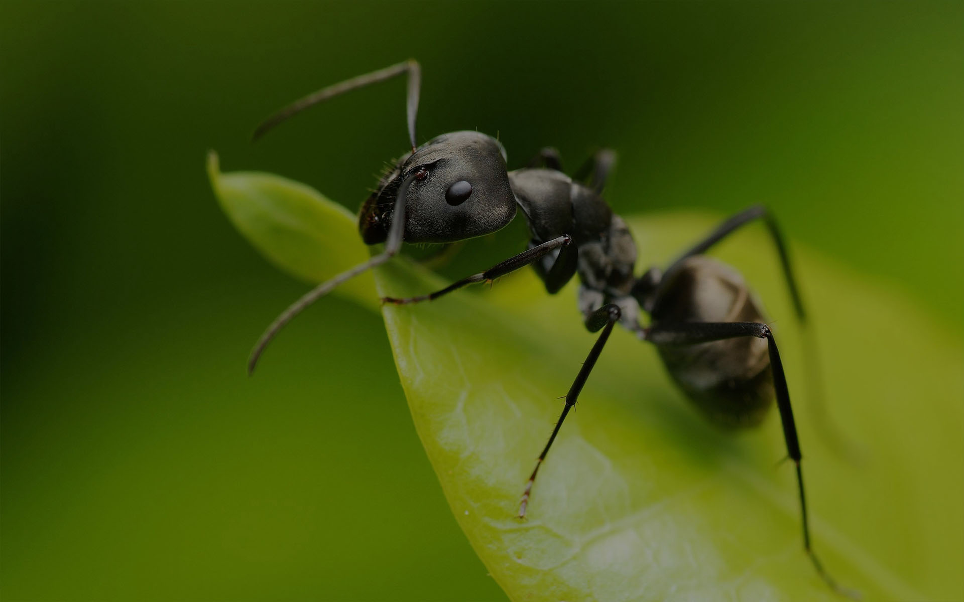 Fourmis, blattes, puces, araignées, punaises, …