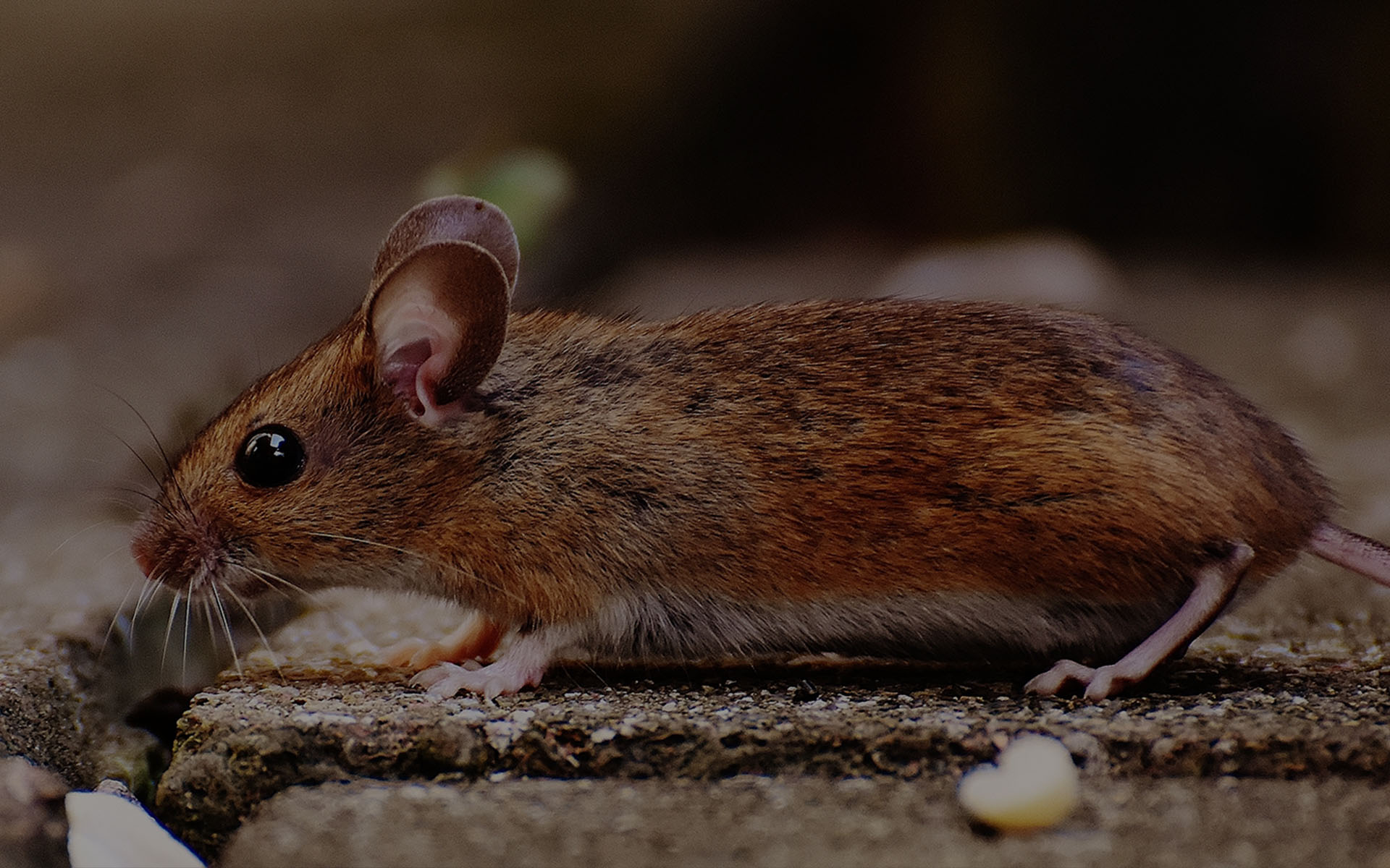 SOURIS & RATS